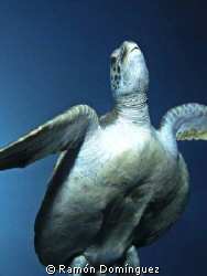 Sea turtle in the Sea of Cortéz. by Ramón Domínguez 